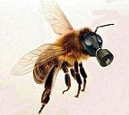 Avatar du membre